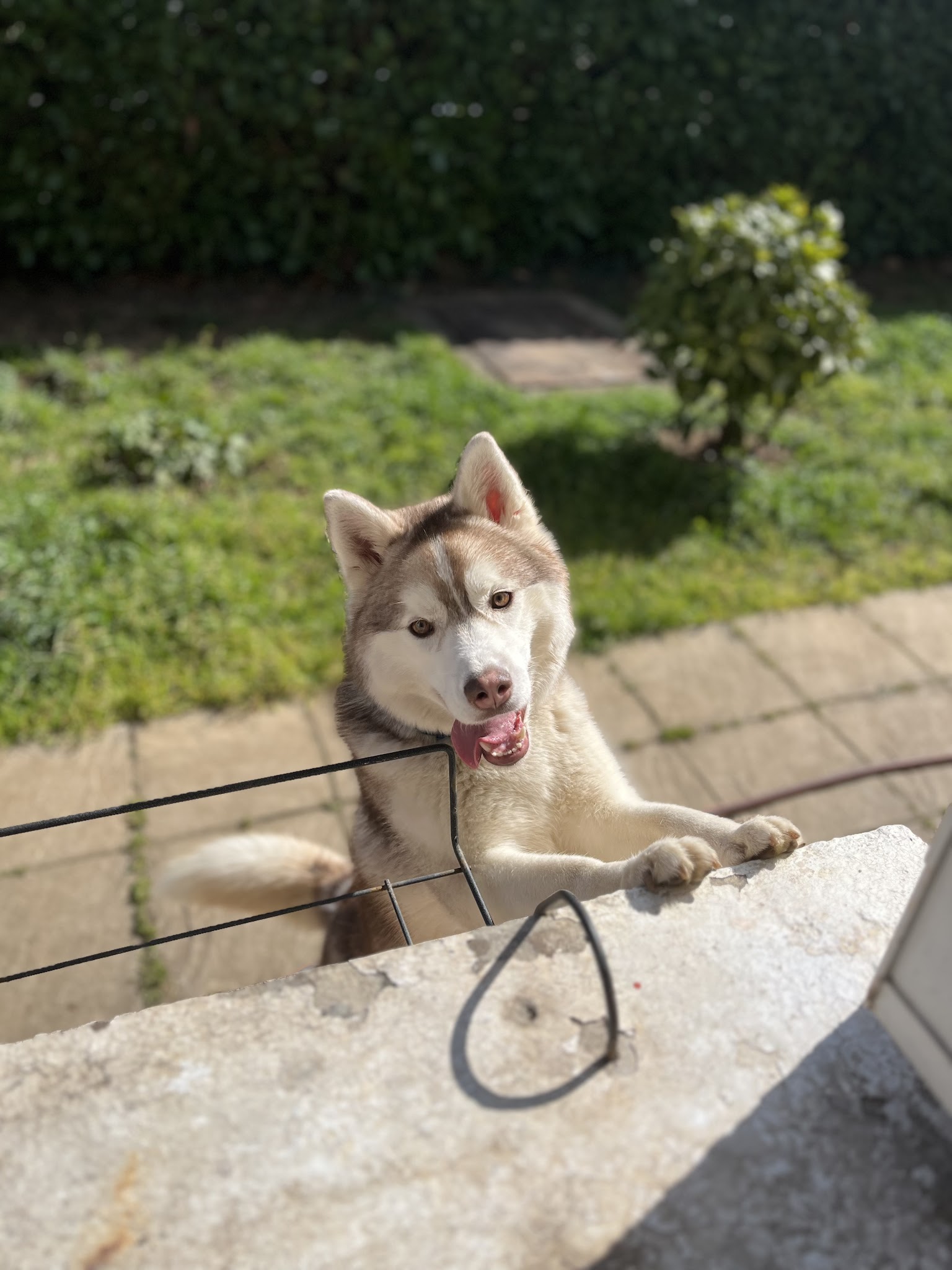 éleveur husky siberian et akita américain : élevage of cold winter nights — photo