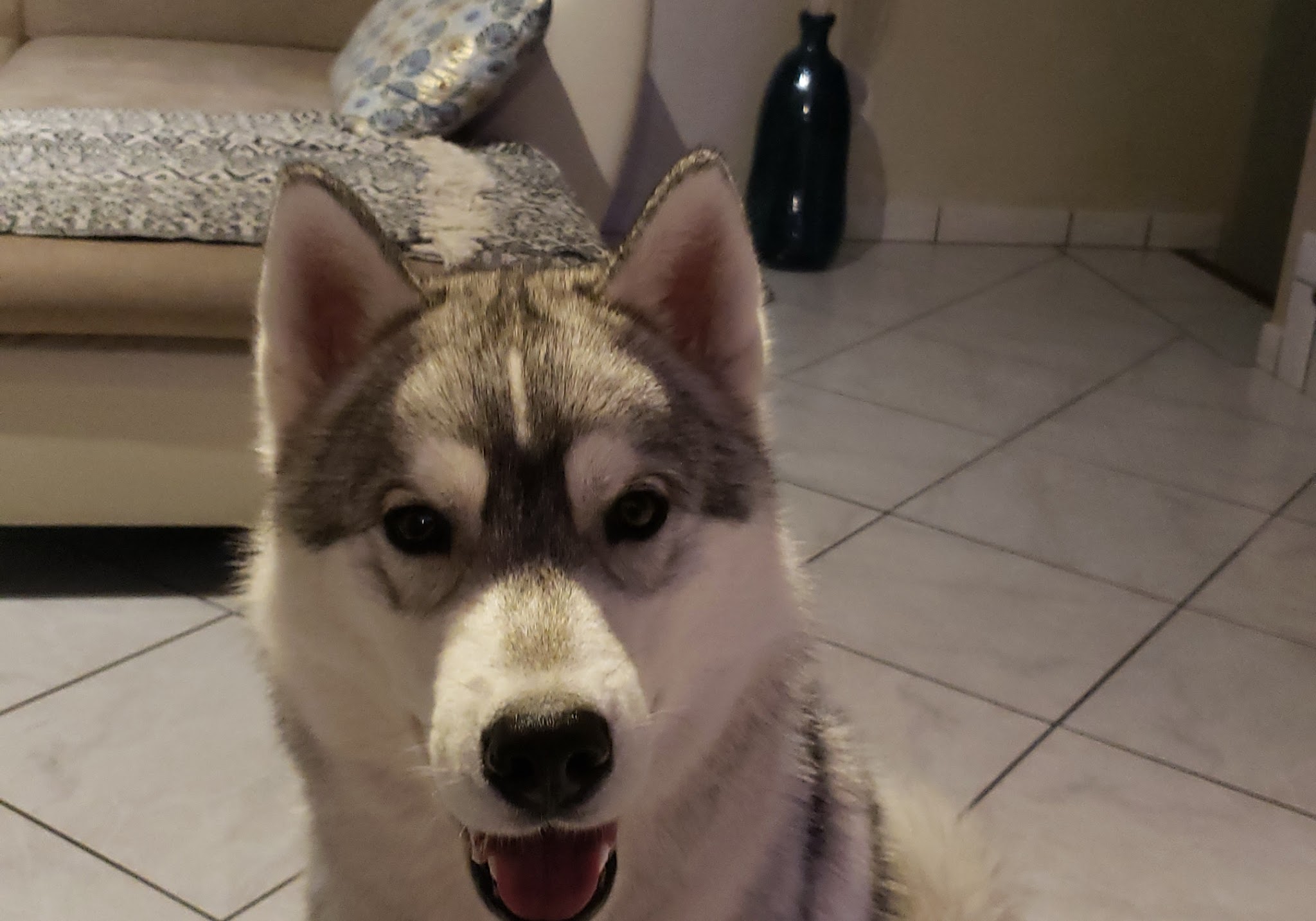 éleveur husky siberian et akita américain : élevage of cold winter nights