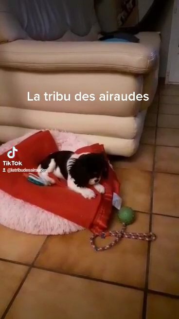 La tribu des airaudes — photo
