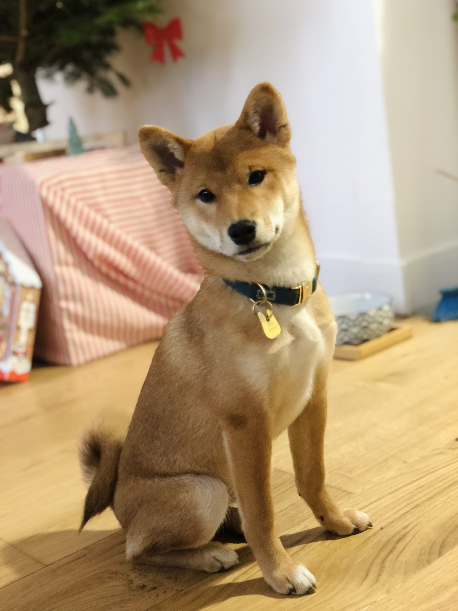 Charlotte - Dogsitter depuis 2017