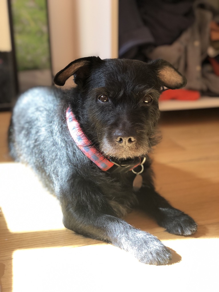Charlotte - Dogsitter depuis 2017 — photo