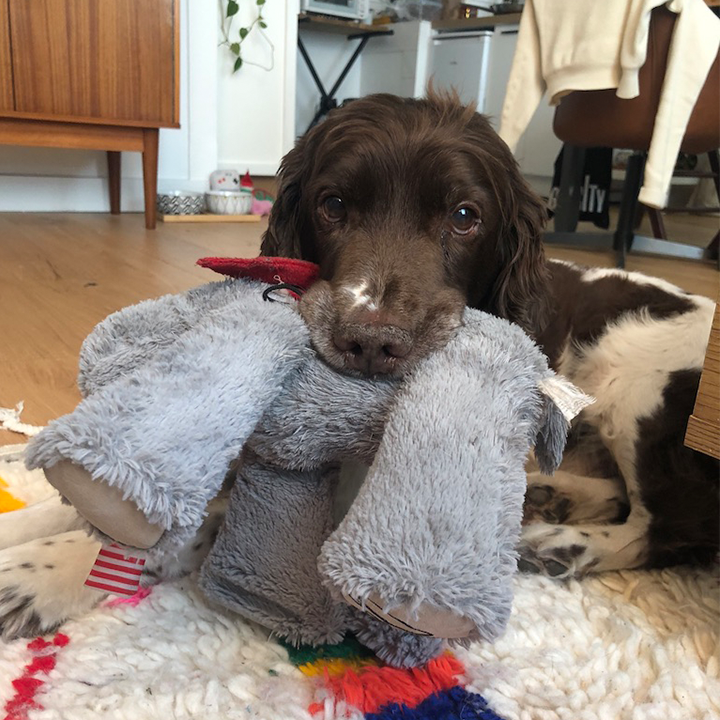 Charlotte - Dogsitter depuis 2017 — photo
