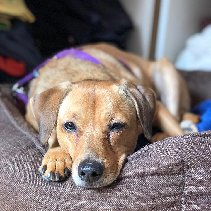 Charlotte - Dogsitter depuis 2017 — photo