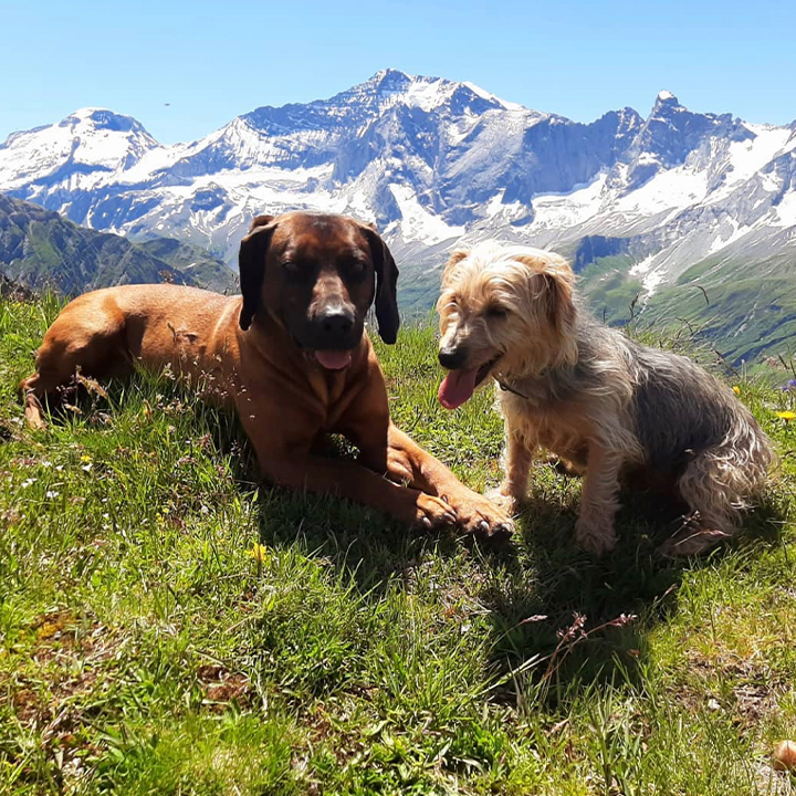 Charlotte - Dogsitter depuis 2017 — photo