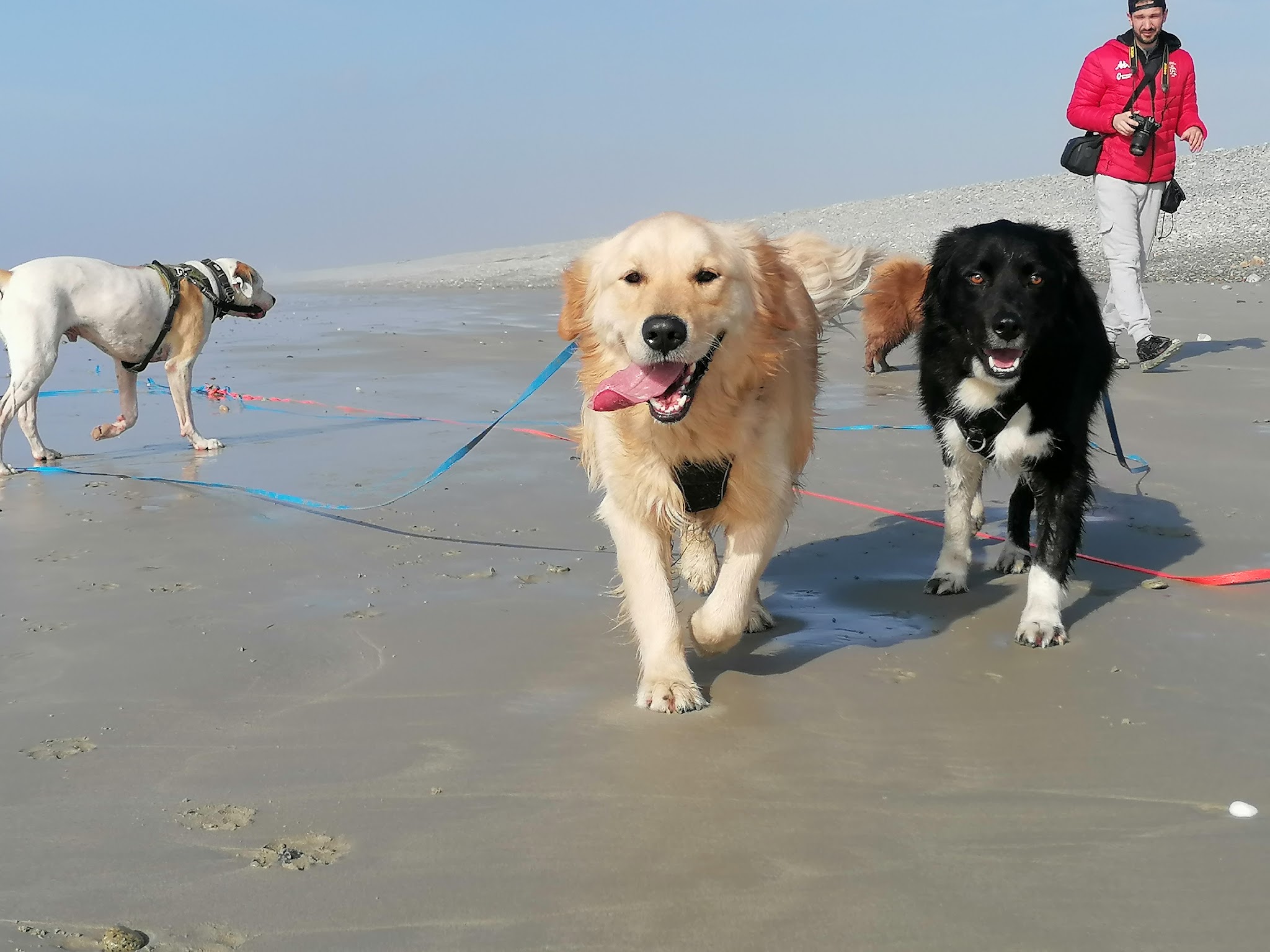 Vos compagnons, ma passion - Pension canine familiale sans box-Garderie-Vente de friandises naturelles-Pet-sitting-Transport — photo