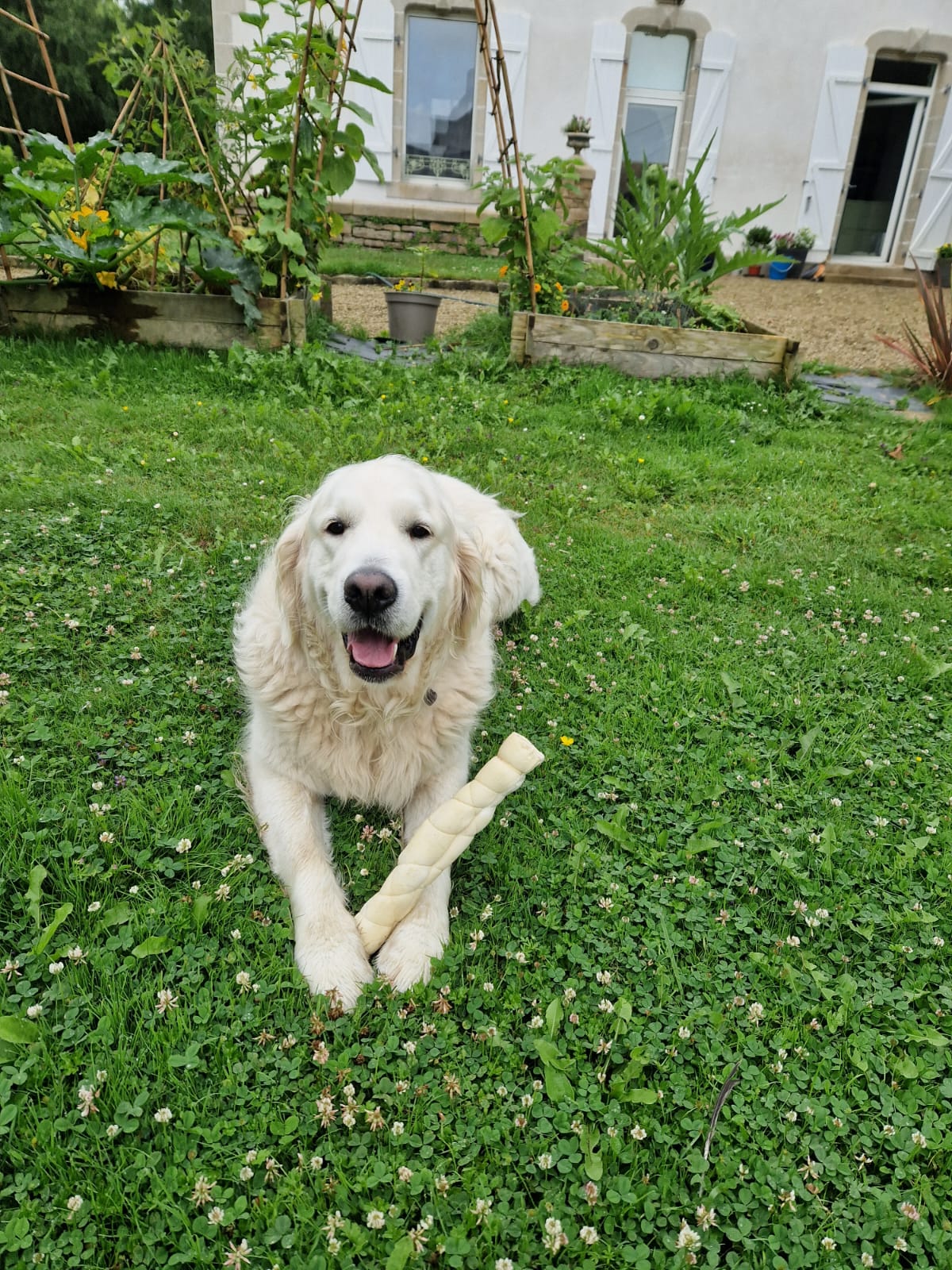 Vos compagnons, ma passion - Pension canine familiale sans box-Garderie-Vente de friandises naturelles-Pet-sitting-Transport — photo