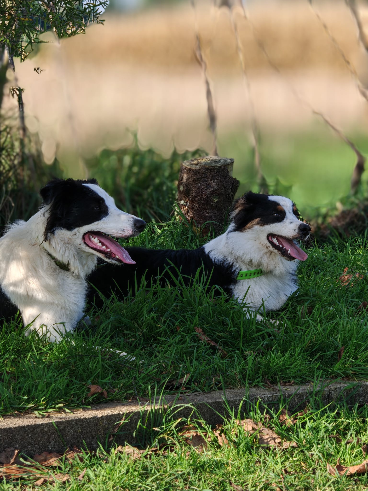 Vos compagnons, ma passion - Pension canine familiale sans box-Garderie-Vente de friandises naturelles-Pet-sitting-Transport — photo