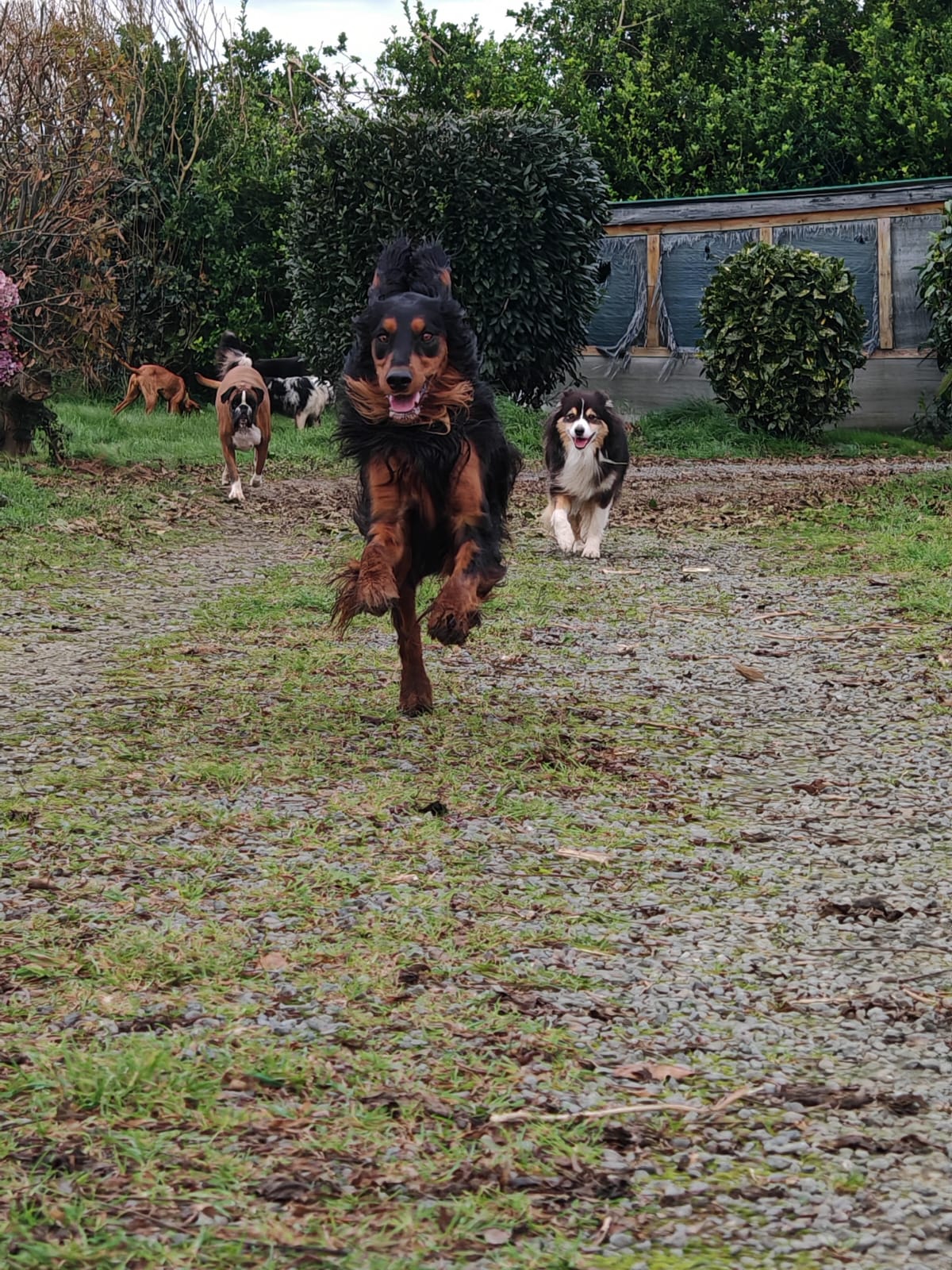 Vos compagnons, ma passion - Pension canine familiale sans box-Garderie-Vente de friandises naturelles-Pet-sitting-Transport — photo