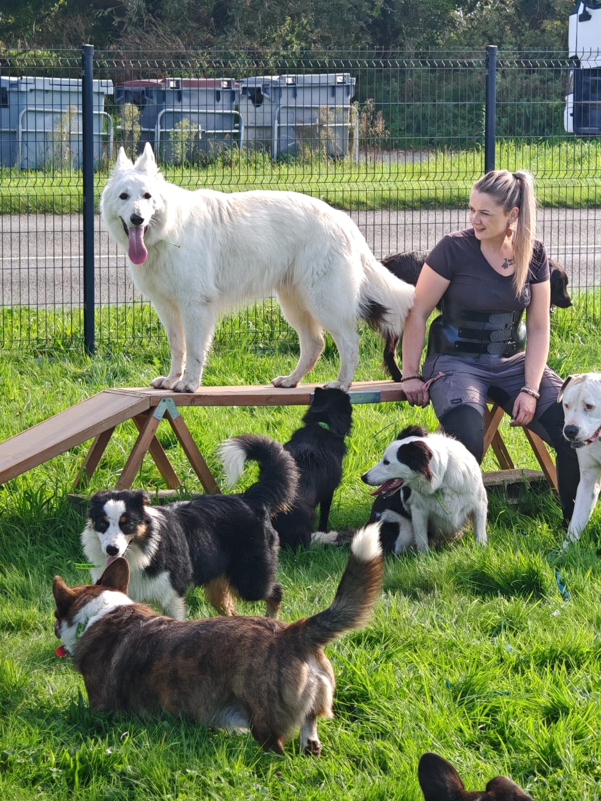Vos compagnons, ma passion - Pension canine familiale sans box-Garderie-Vente de friandises naturelles-Pet-sitting-Transport