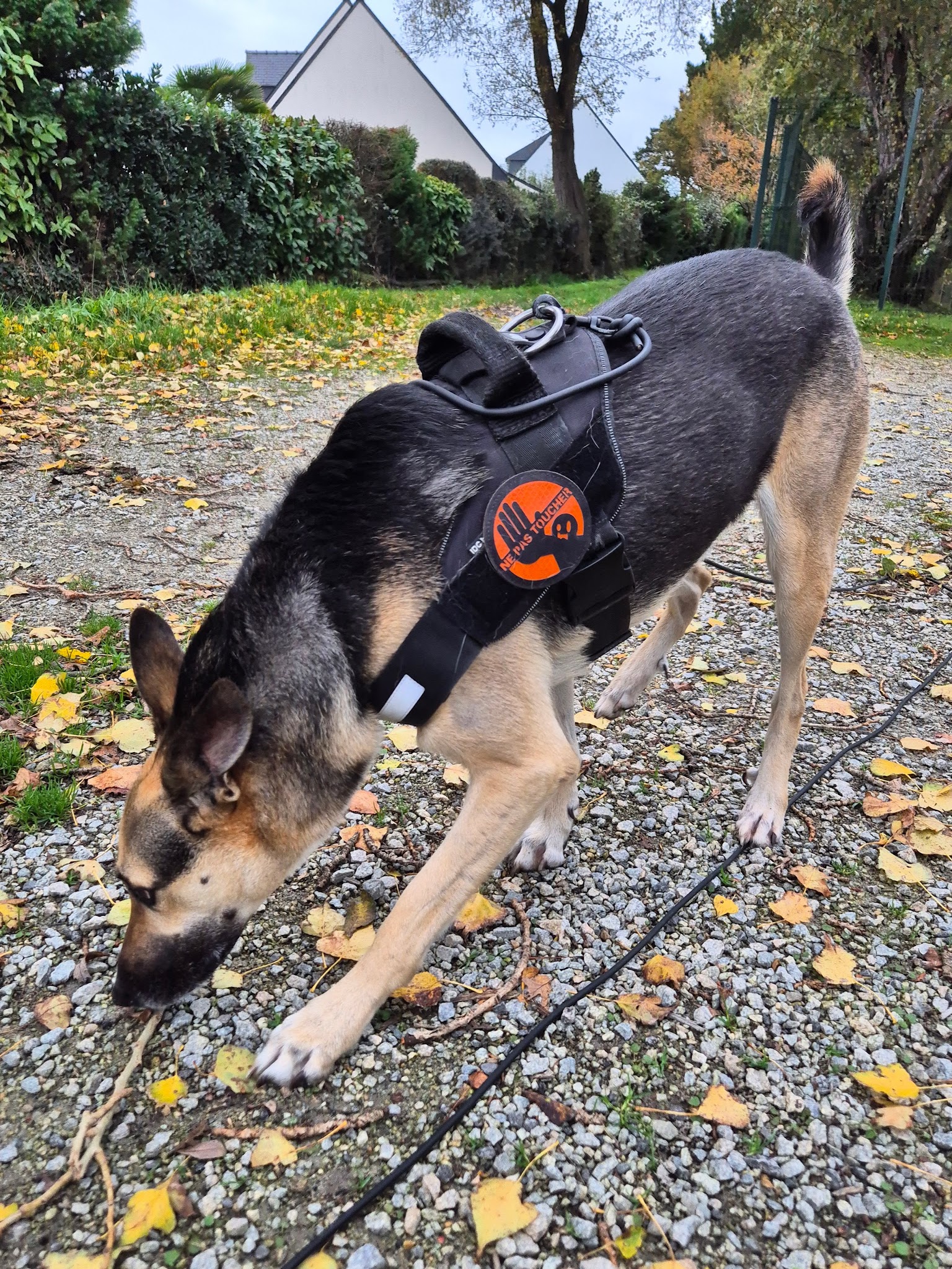 The Walking Dread - Promenade Chien et Visite à Domicile Animaux (COMPLET AU 17/05/2026) — photo