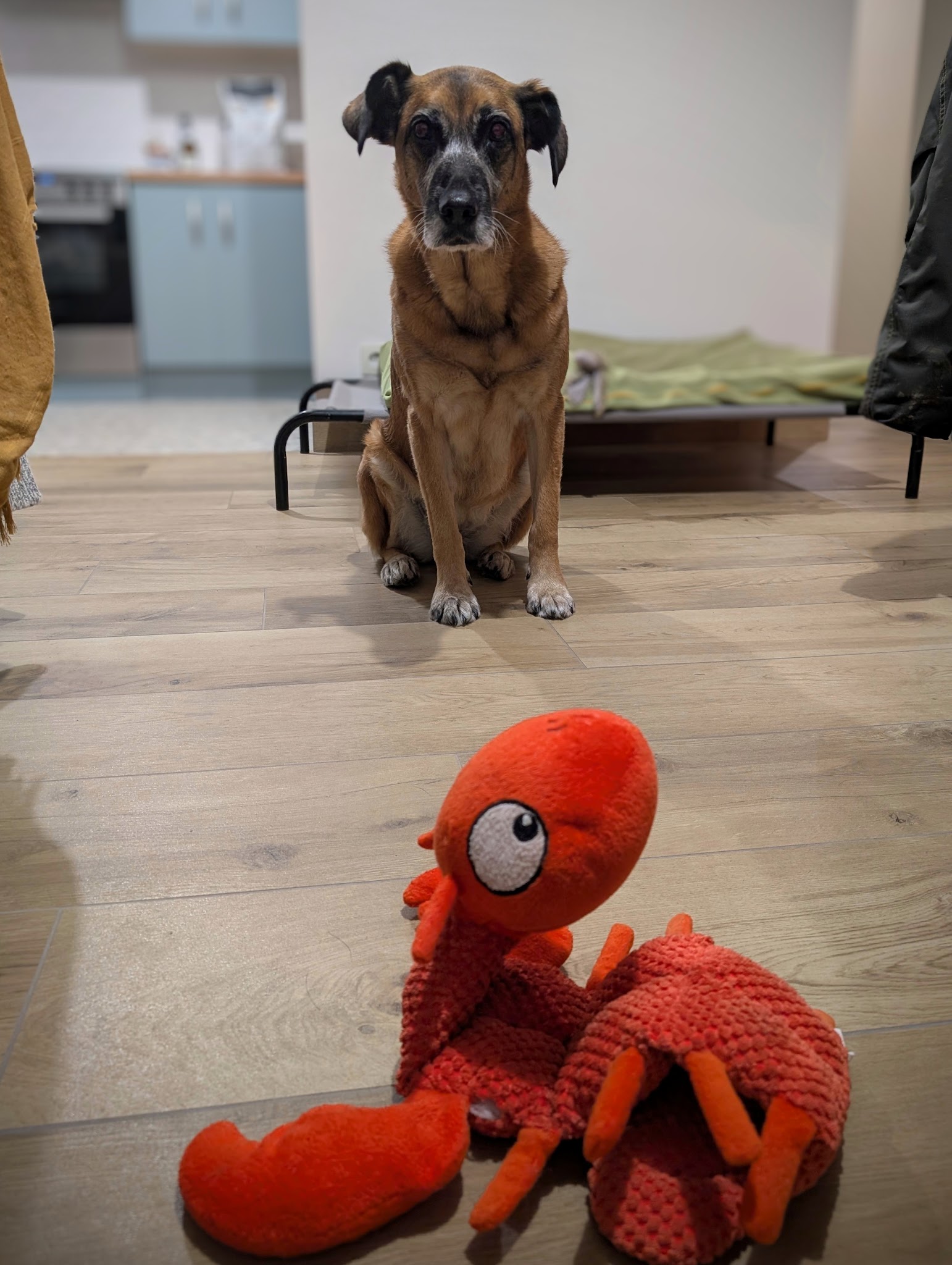The Walking Dread - Promenade Chien et Visite à Domicile Animaux (COMPLET AU 17/05/2026) — photo