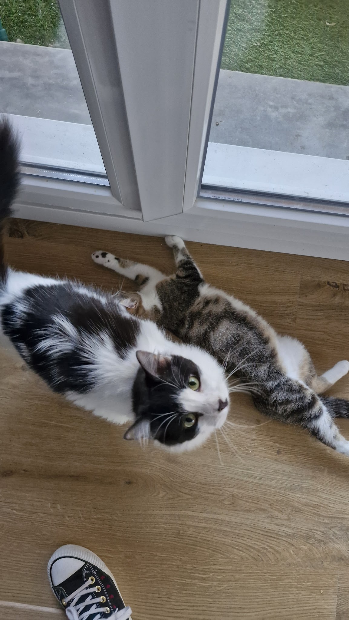 Luckyday - Médiation animale, garde d'animaux et ateliers créatifs — photo