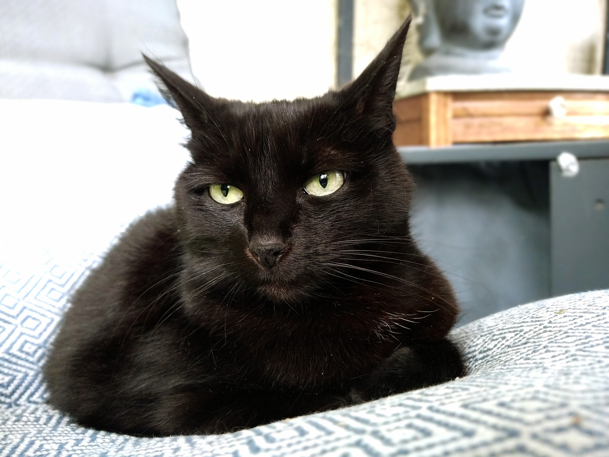 Elia Mag Pet's — photo
