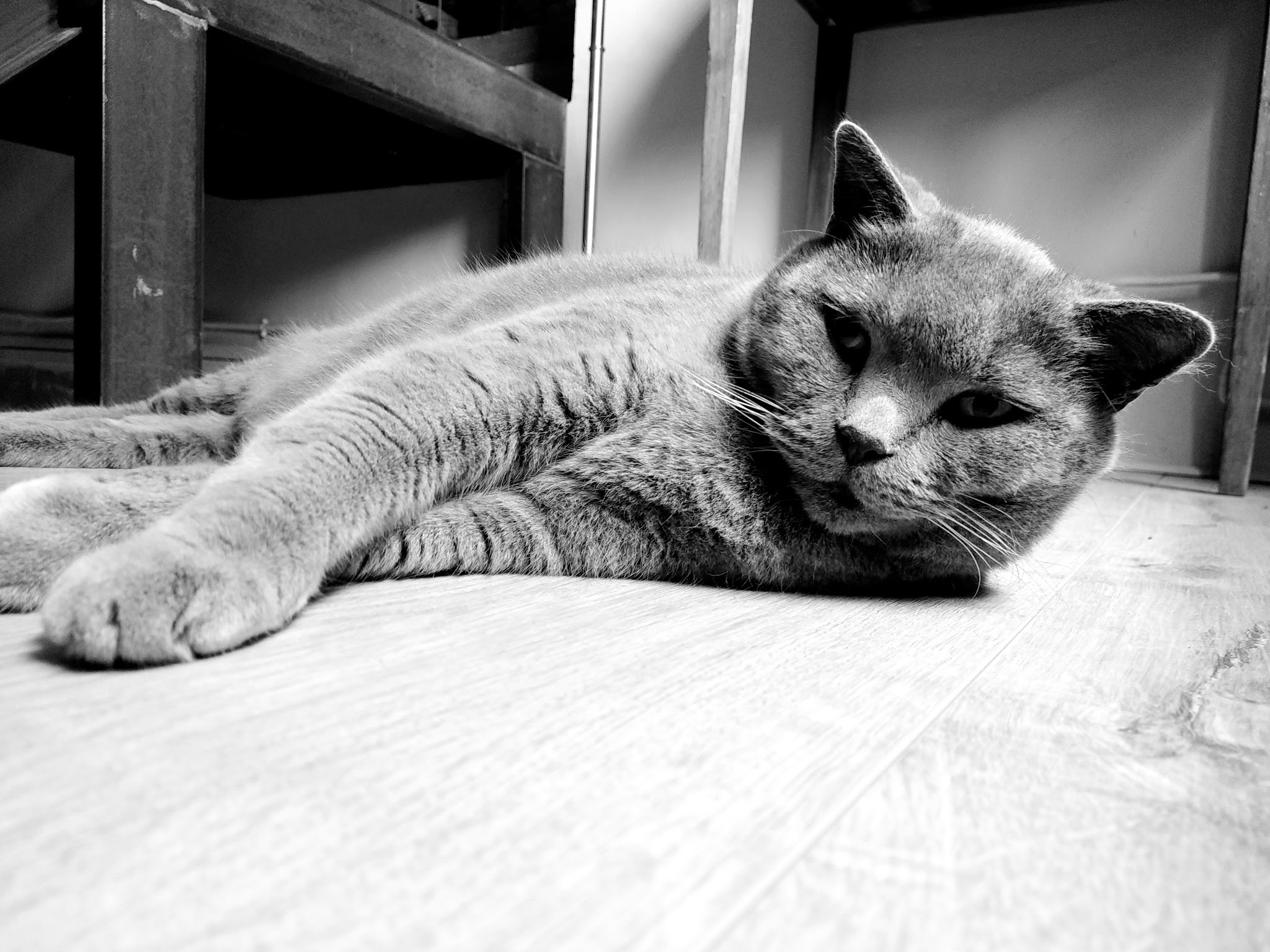 Elia Mag Pet's — photo