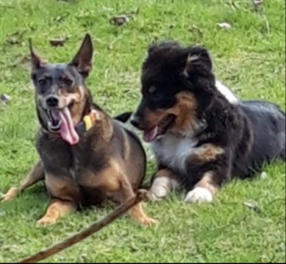 Pension Chiens-Chats L'Heureux — photo