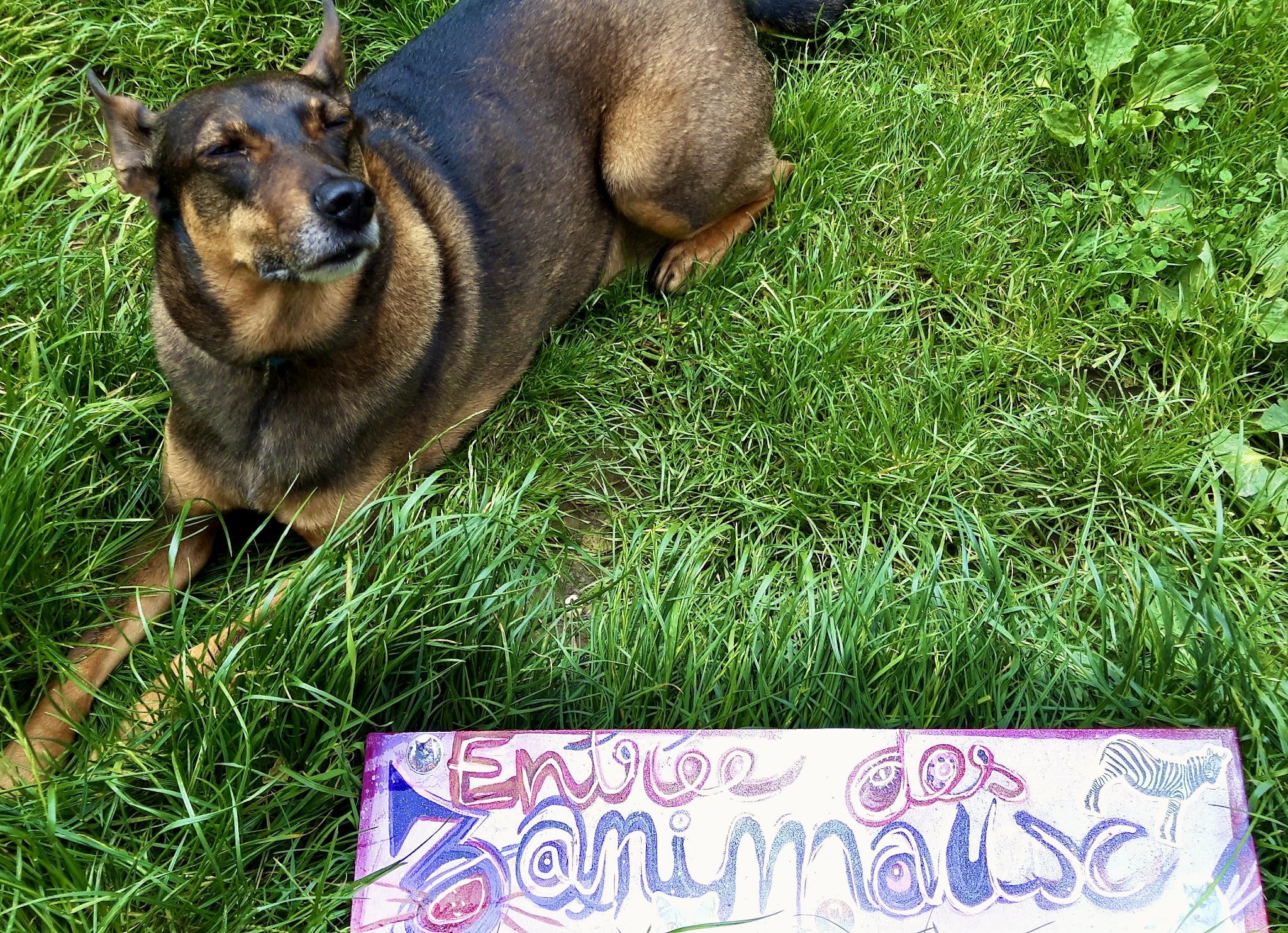 Pension Chiens-Chats L'Heureux — photo