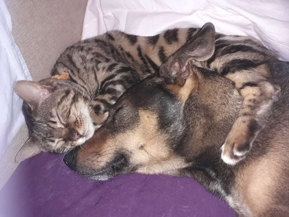 Pension Chiens-Chats L'Heureux — photo