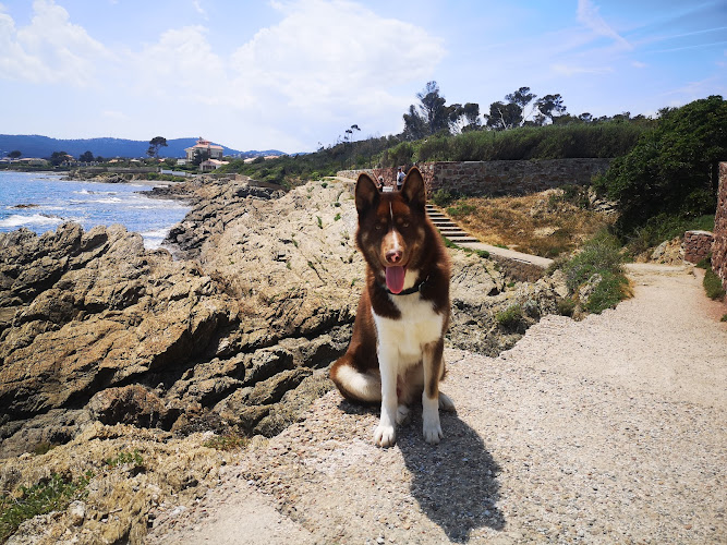 Tonton Dog