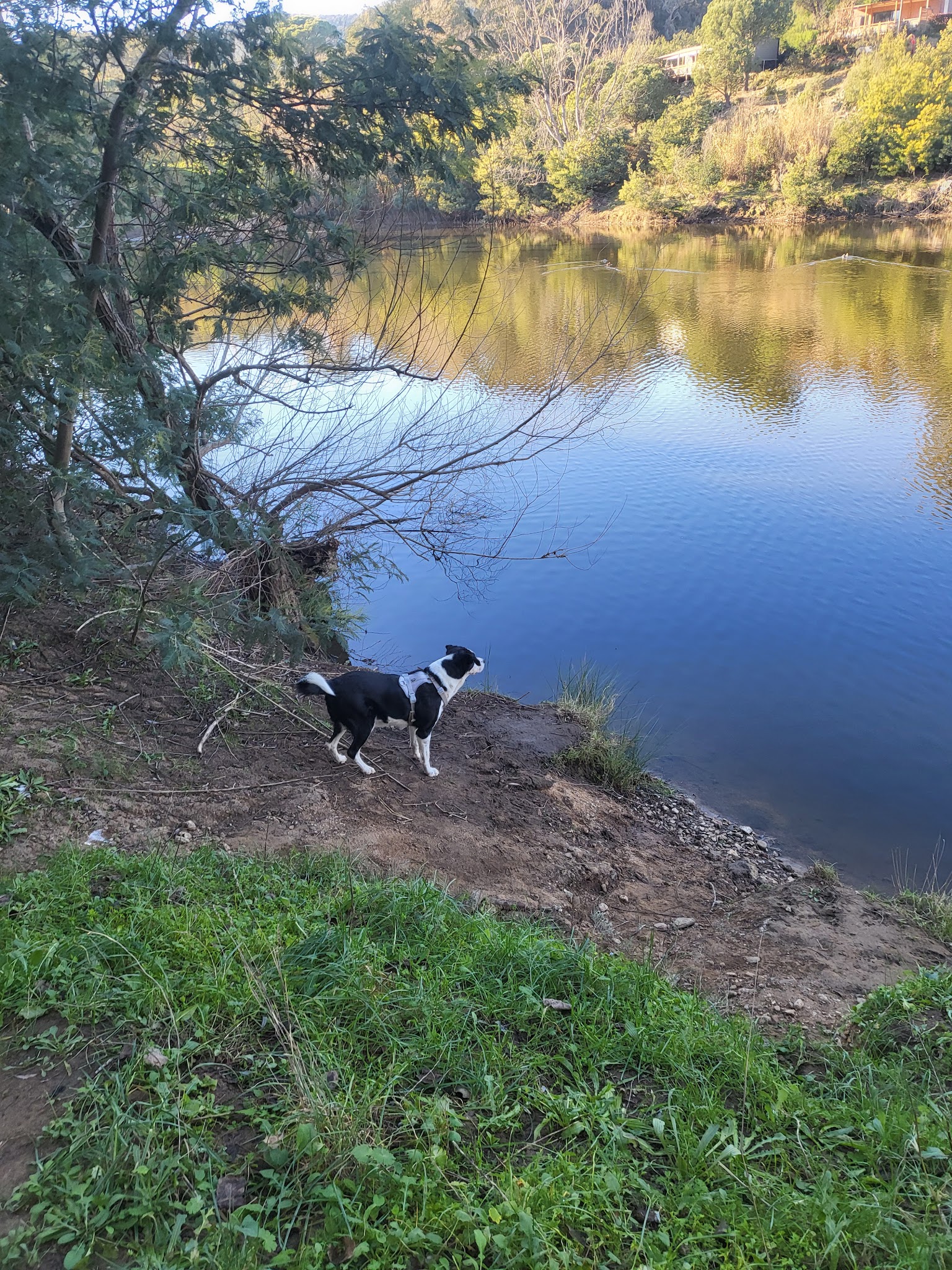 Tonton Dog — photo