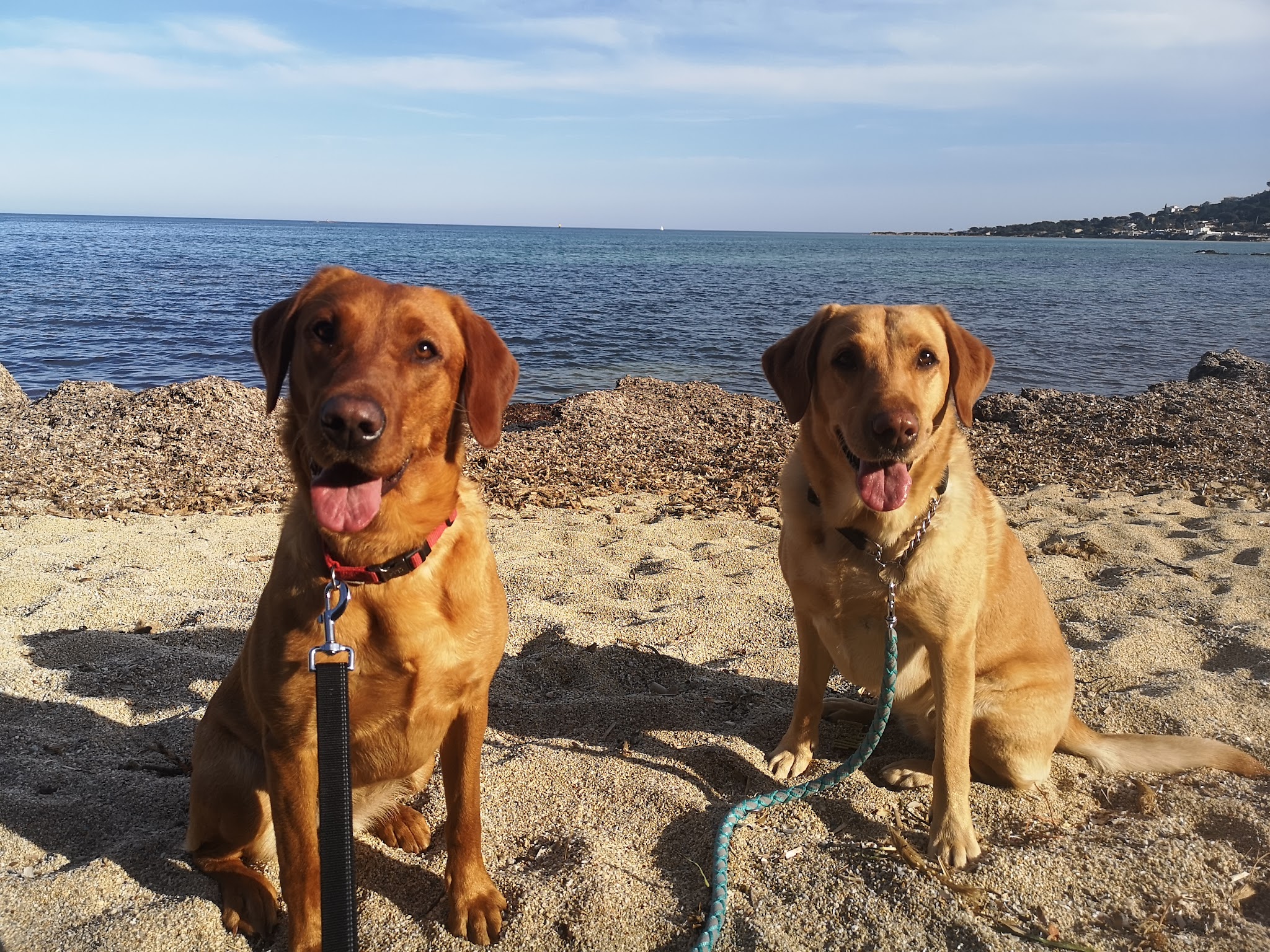 Tonton Dog — photo