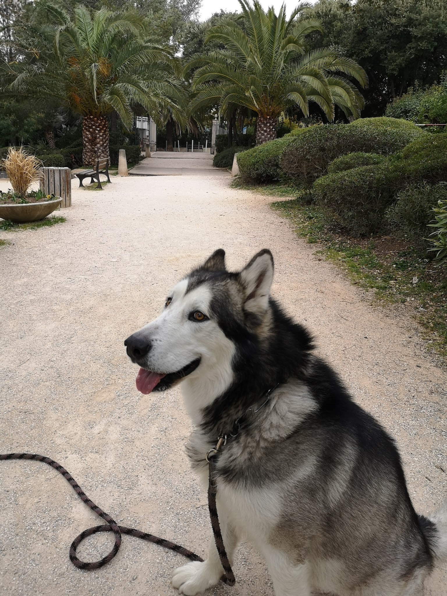 Tonton Dog — photo