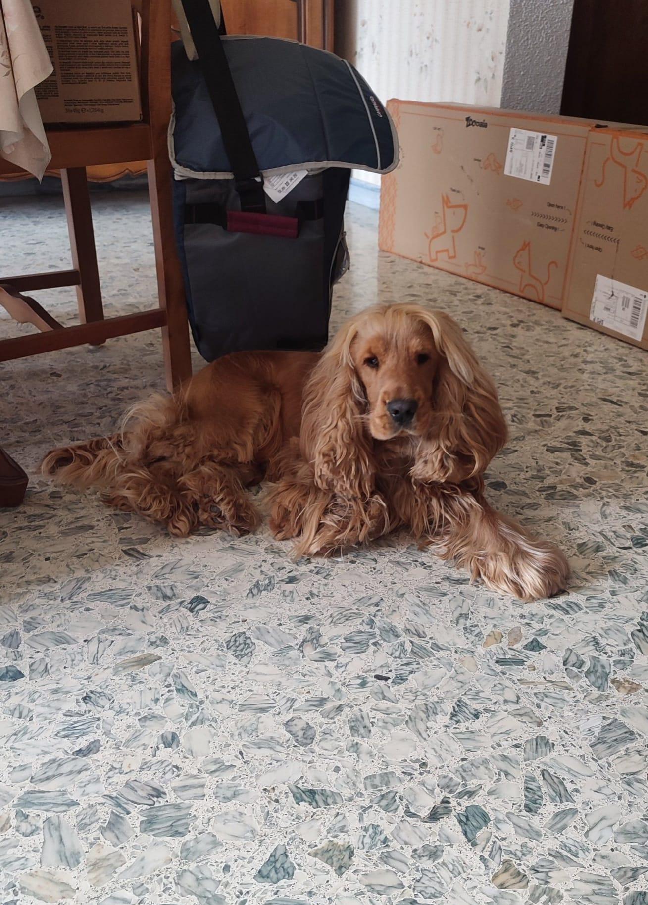 Laëti Dog & Cie Comportementaliste Canin et Educatrice — photo