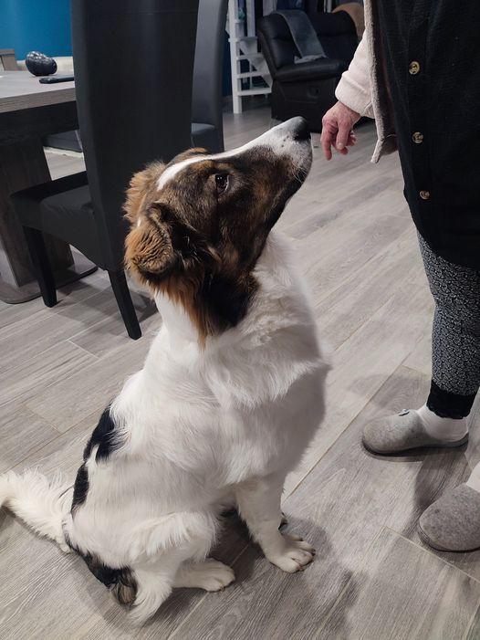 Laëti Dog & Cie Comportementaliste Canin et Educatrice — photo