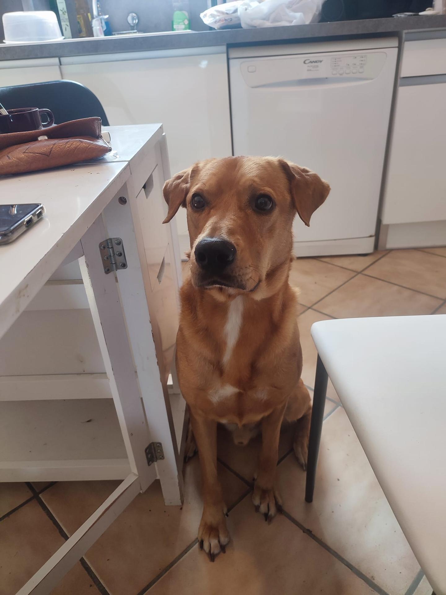 Laëti Dog & Cie Comportementaliste Canin et Educatrice — photo