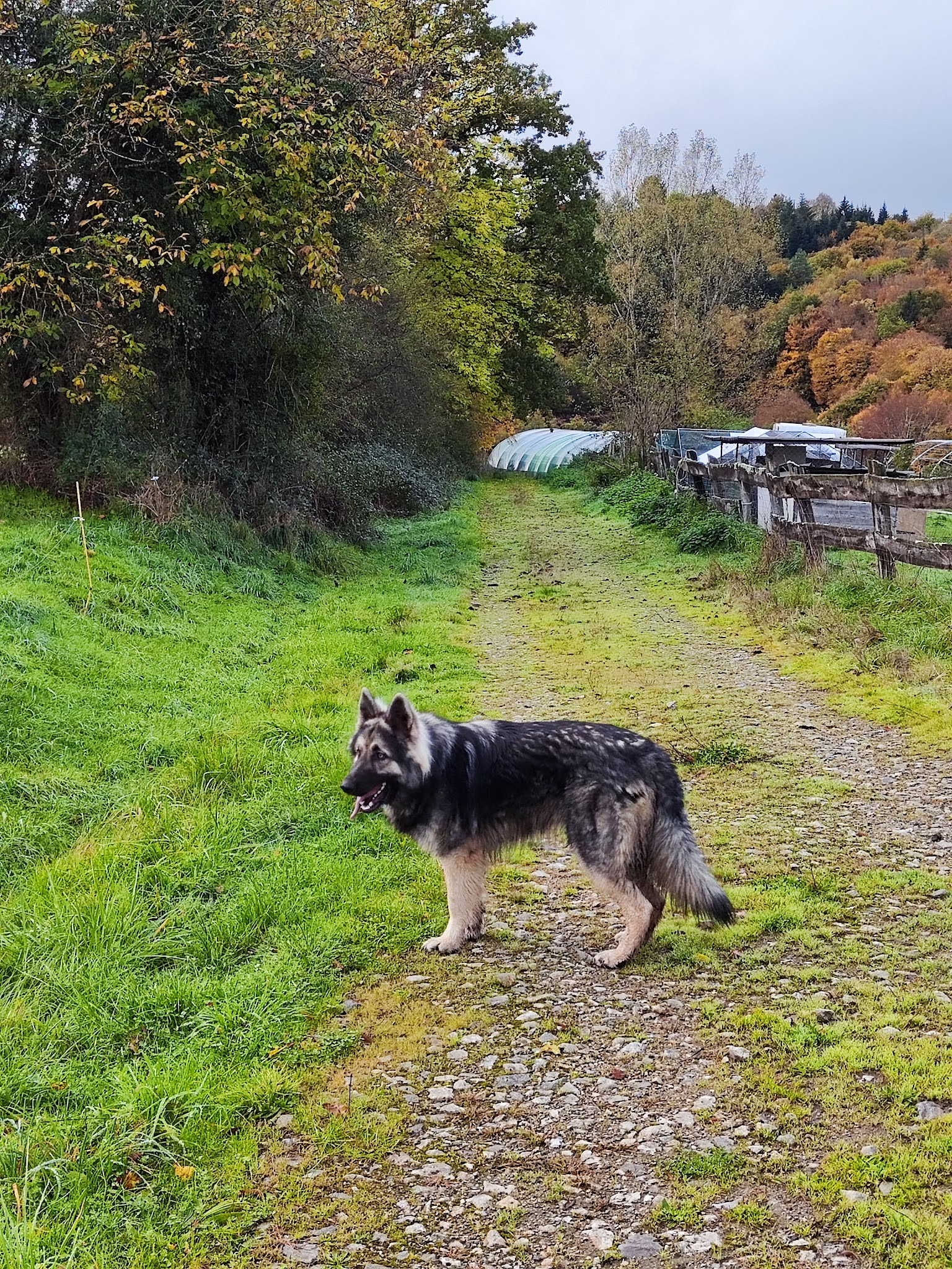 Clos des Jarousses - Pension canine - Elevage Epagneuls Bretons - Dressage chien — photo