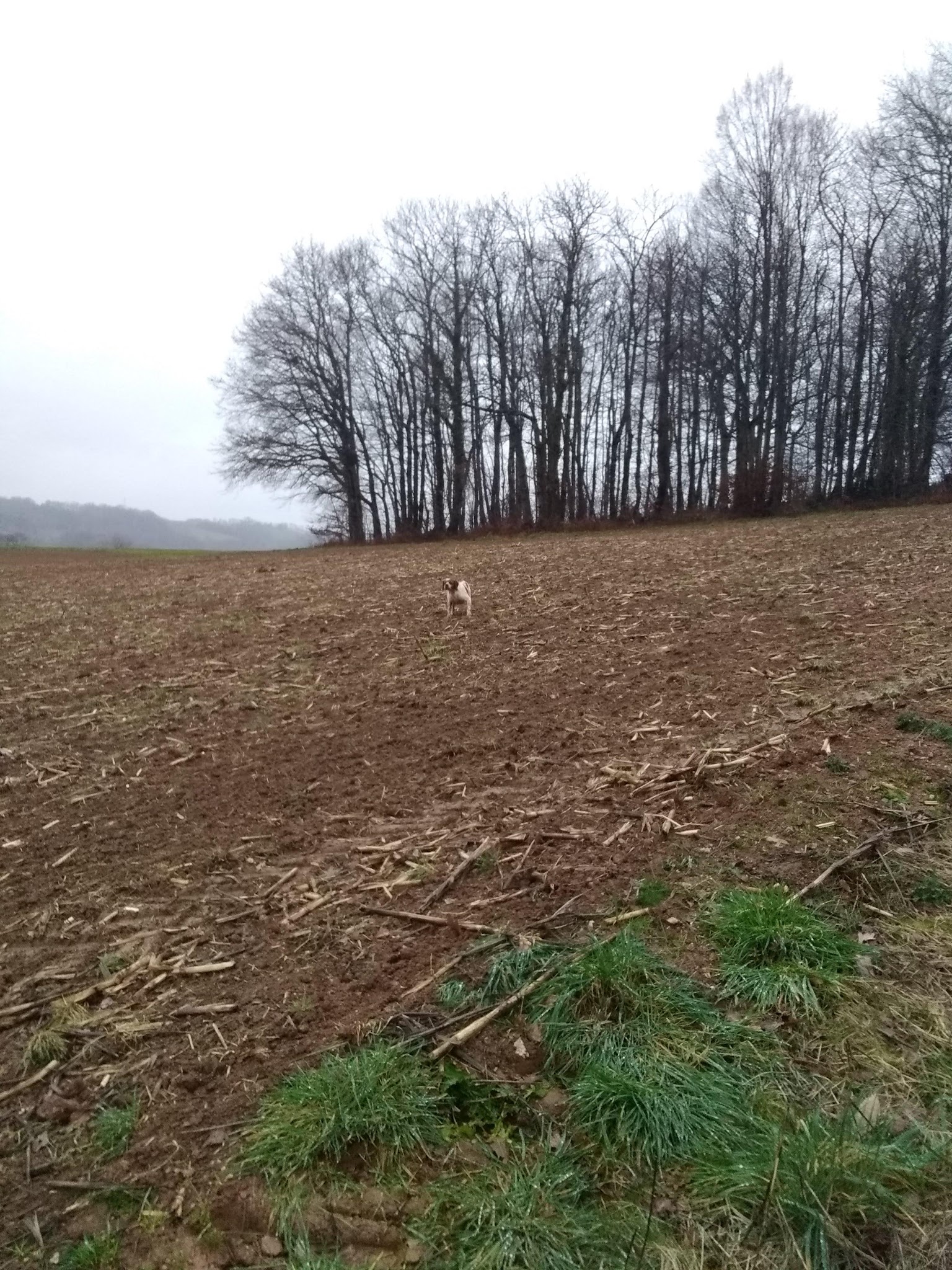 Clos des Jarousses - Pension canine - Elevage Epagneuls Bretons - Dressage chien — photo
