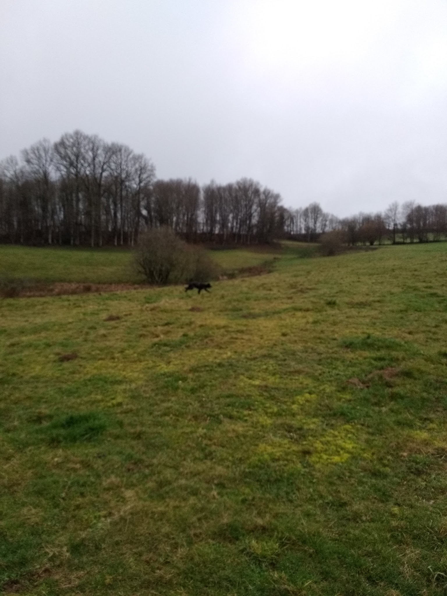 Clos des Jarousses - Pension canine - Elevage Epagneuls Bretons - Dressage chien — photo