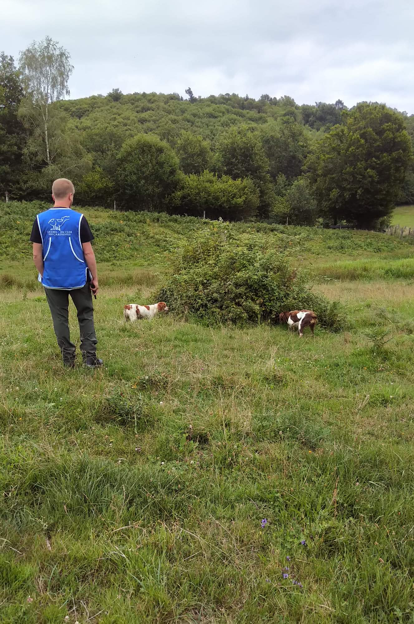 Clos des Jarousses - Pension canine - Elevage Epagneuls Bretons - Dressage chien — photo