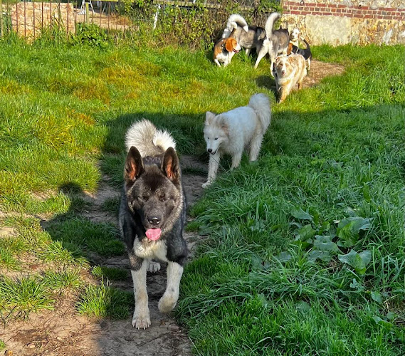 Pension Canine Le Lagon d'Ambre