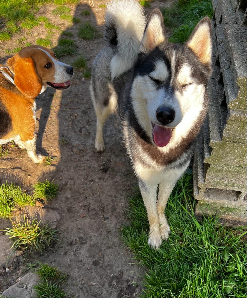 Pension Canine Le Lagon d'Ambre — photo