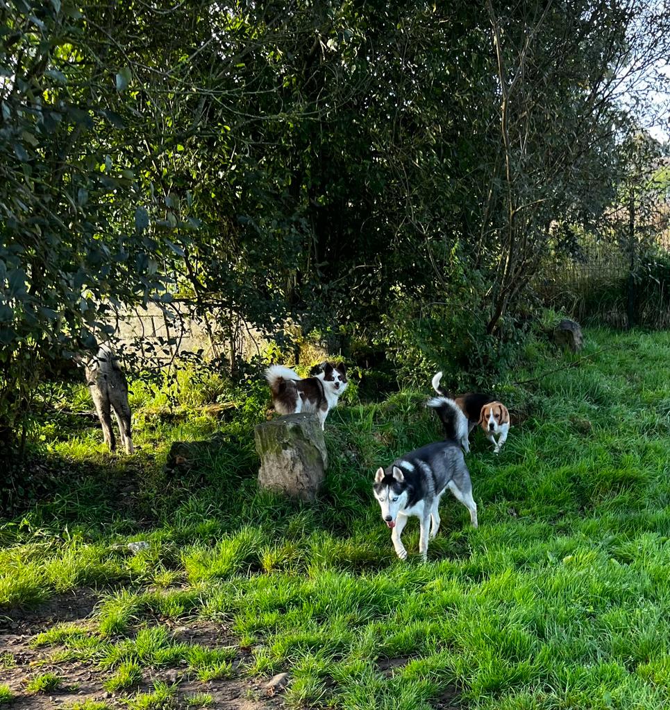 Pension Canine Le Lagon d'Ambre — photo