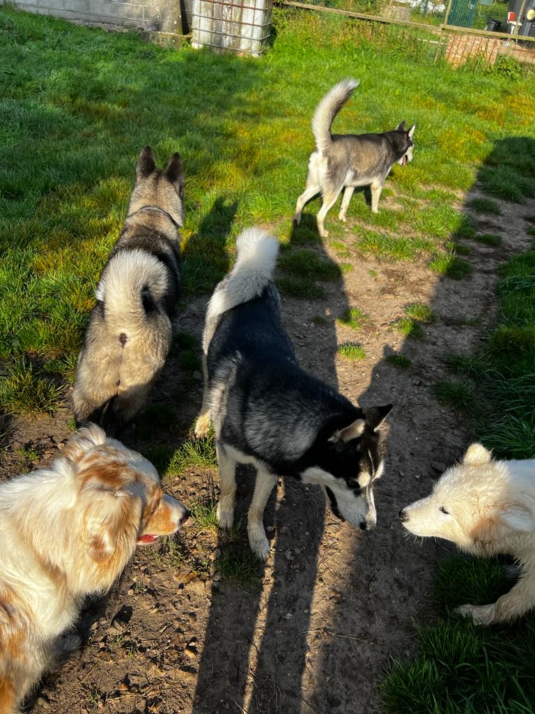 Pension Canine Le Lagon d'Ambre — photo