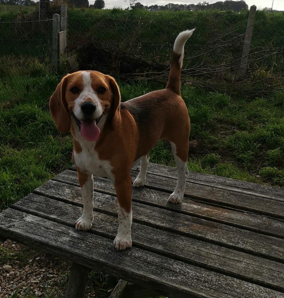 Pension Canine Le Lagon d'Ambre — photo