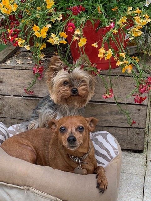 Dog Nursery — photo