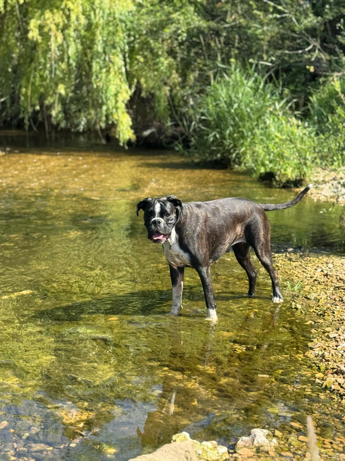 Pension Canine La Praslaysienne — photo