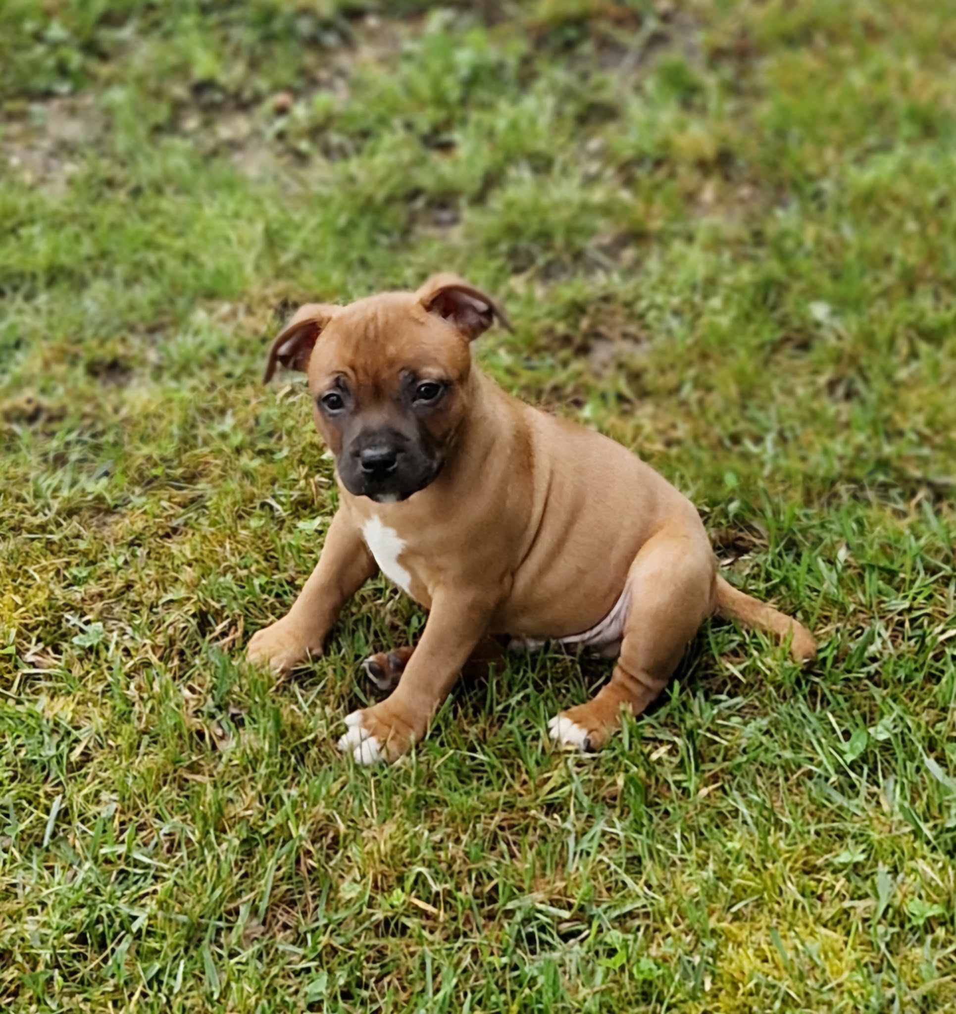 The Forgiveness American Dog Éleveur de STAFF AMERICAIN/ STAFFIE BLEU ET MARRON/ BULLDOG CONTINENTAL/BEAGLE et Pension Canine — photo