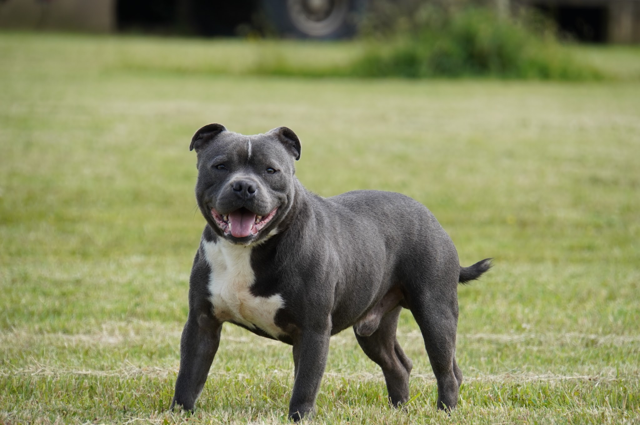 The Forgiveness American Dog Éleveur de STAFF AMERICAIN/ STAFFIE BLEU ET MARRON/ BULLDOG CONTINENTAL/BEAGLE et Pension Canine — photo