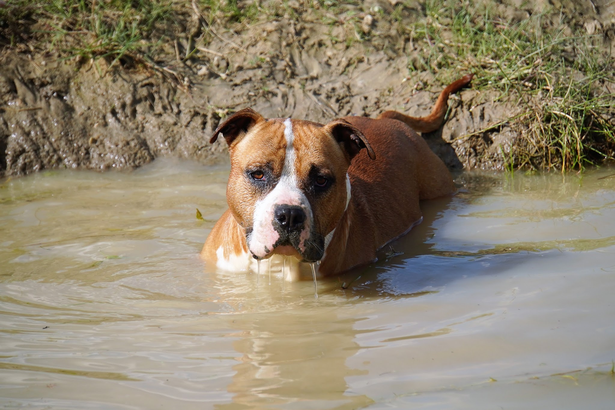 The Forgiveness American Dog Éleveur de STAFF AMERICAIN/ STAFFIE BLEU ET MARRON/ BULLDOG CONTINENTAL/BEAGLE et Pension Canine — photo