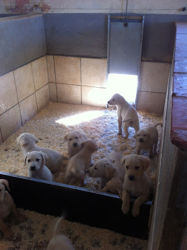 Retrievers Du Mas De Mailys