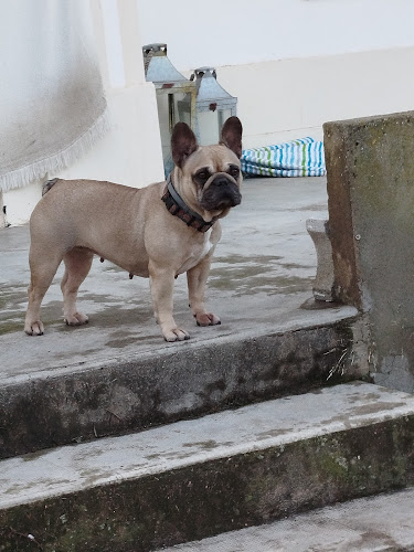 Les Pattes à Dom' - Pet sitting & visites à domicile pour chiens et chats