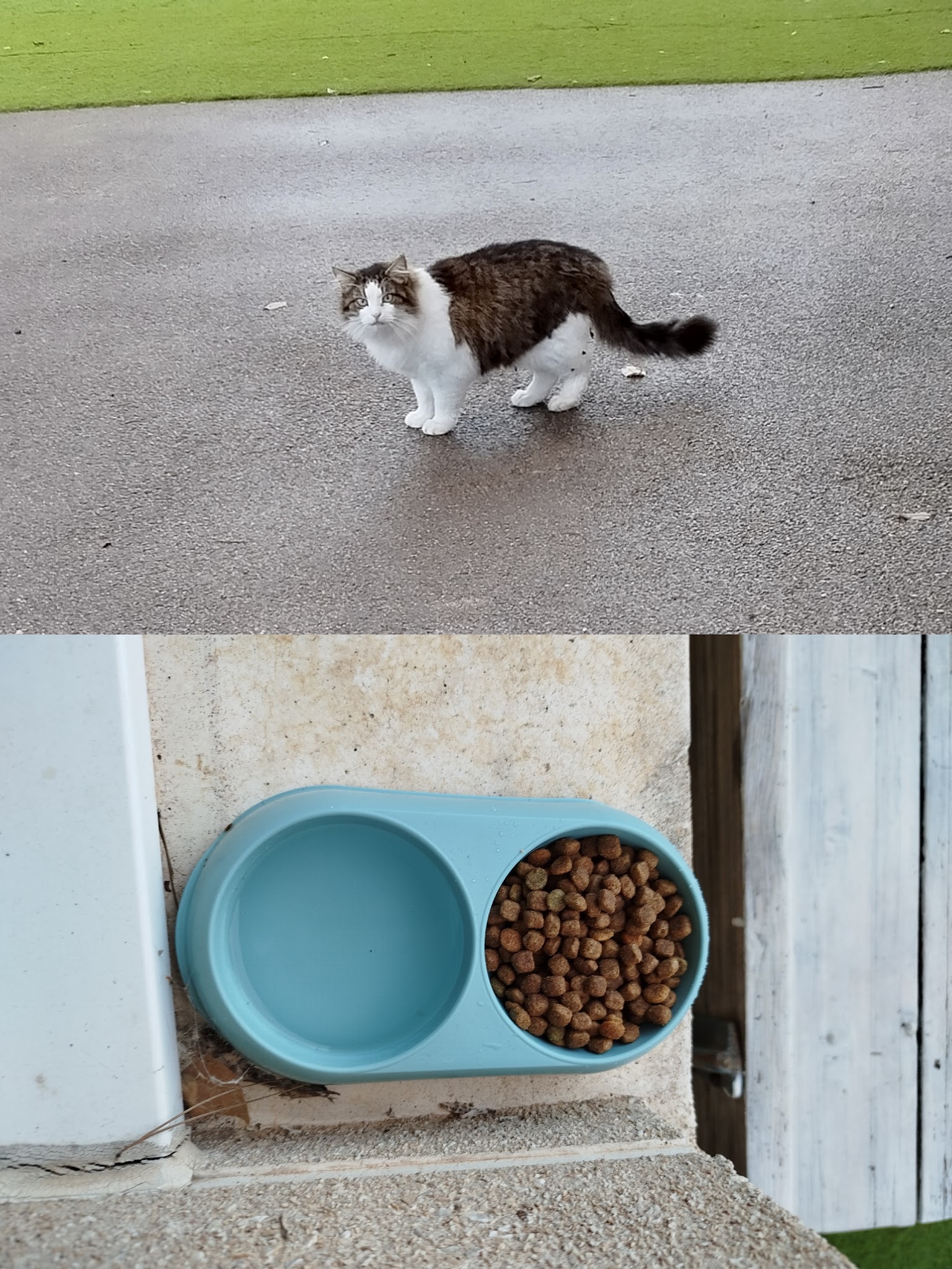Les Pattes à Dom' - Pet sitting & visites à domicile pour chiens et chats — photo