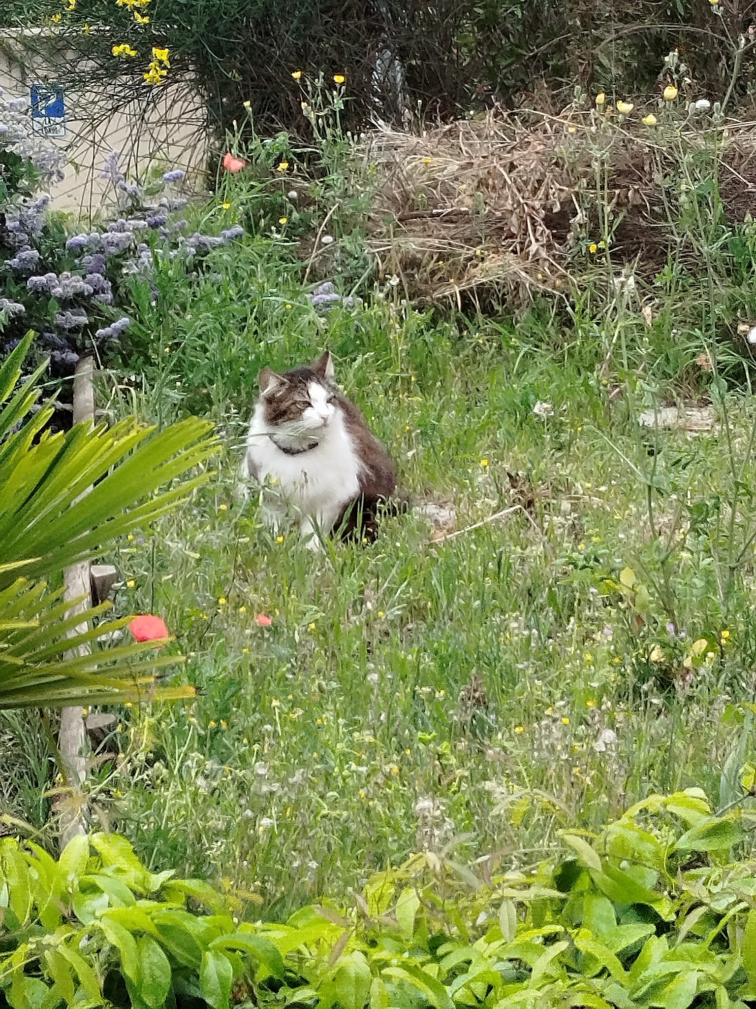 Les Pattes à Dom' - Pet sitting & visites à domicile pour chiens et chats — photo