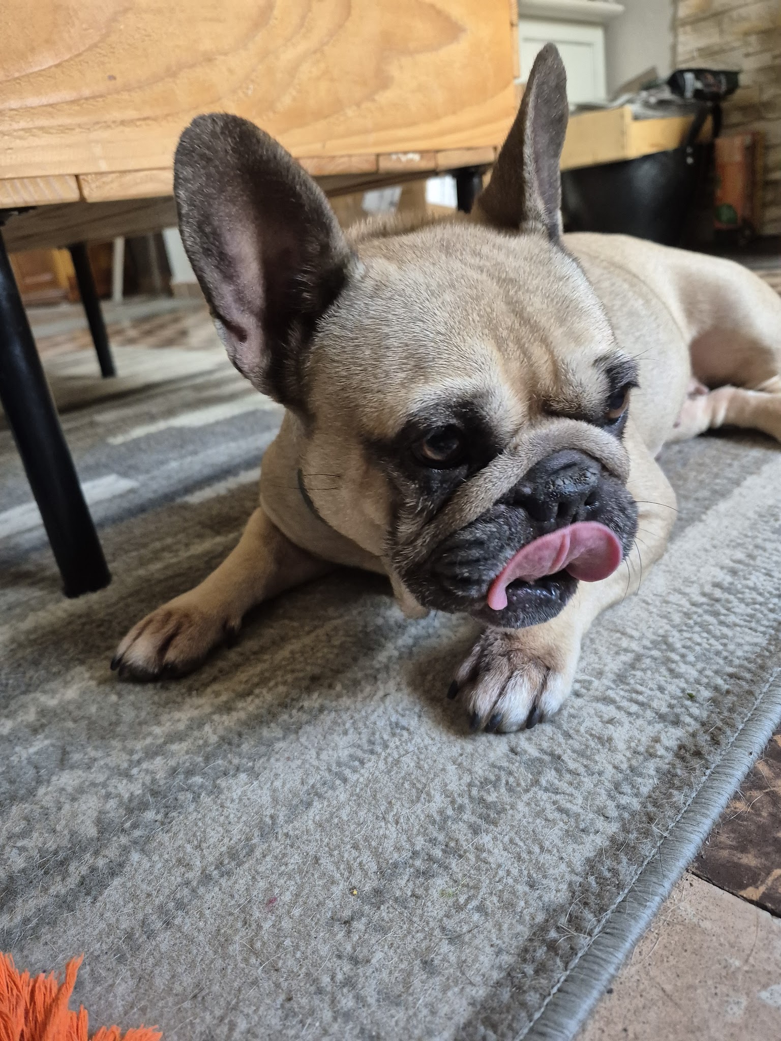 Les Pattes à Dom' - Pet sitting & visites à domicile pour chiens et chats — photo