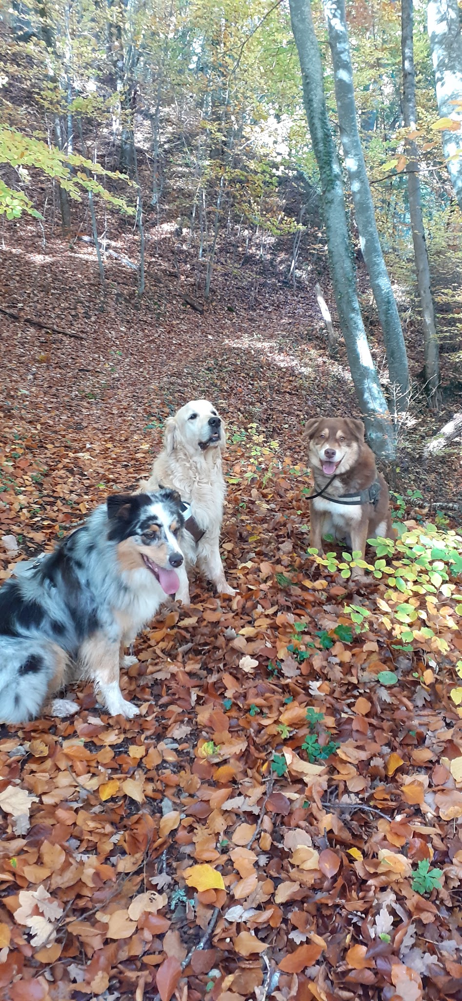 La crèche à toutous — photo