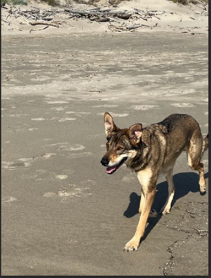 Beatus Canis Éducation Canine Saint Andiol — photo