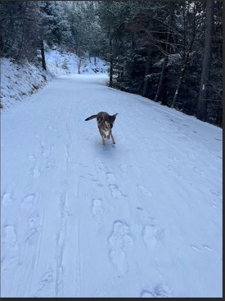 Beatus Canis Éducation Canine Saint Andiol — photo